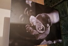 Blestemul Sarmalelor la Conacul Zăgujeni - Vest Online.ro