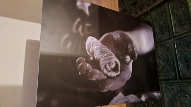 Blestemul Sarmalelor la Conacul Zăgujeni - Vest Online.ro