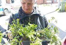 Banca Comunitara de Seminte cu Traditie din Valea Almajului