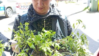 Banca Comunitara de Seminte cu Traditie din Valea Almajului