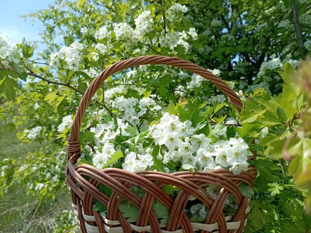 La cules de Păducel - Asociatia BUNETI
